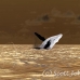whale_humpback_h_00409_dom2456.jpg